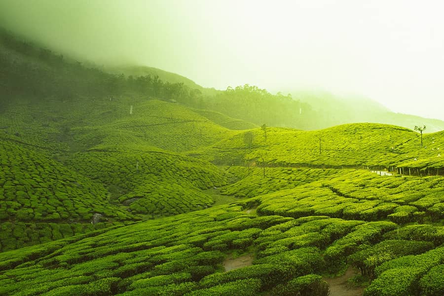 Misty tea gardens near Munnar